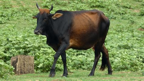 The javic cow